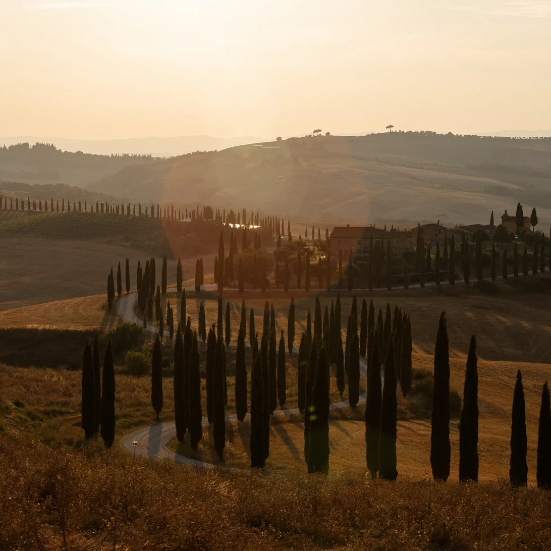 Tuscan vineyards lined with cypress trees in warm sunlight