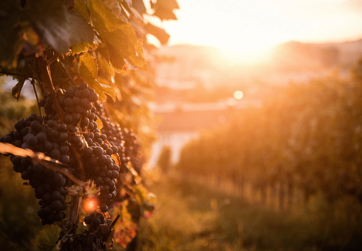Hidden Dinner in a Corsican Vineyard​