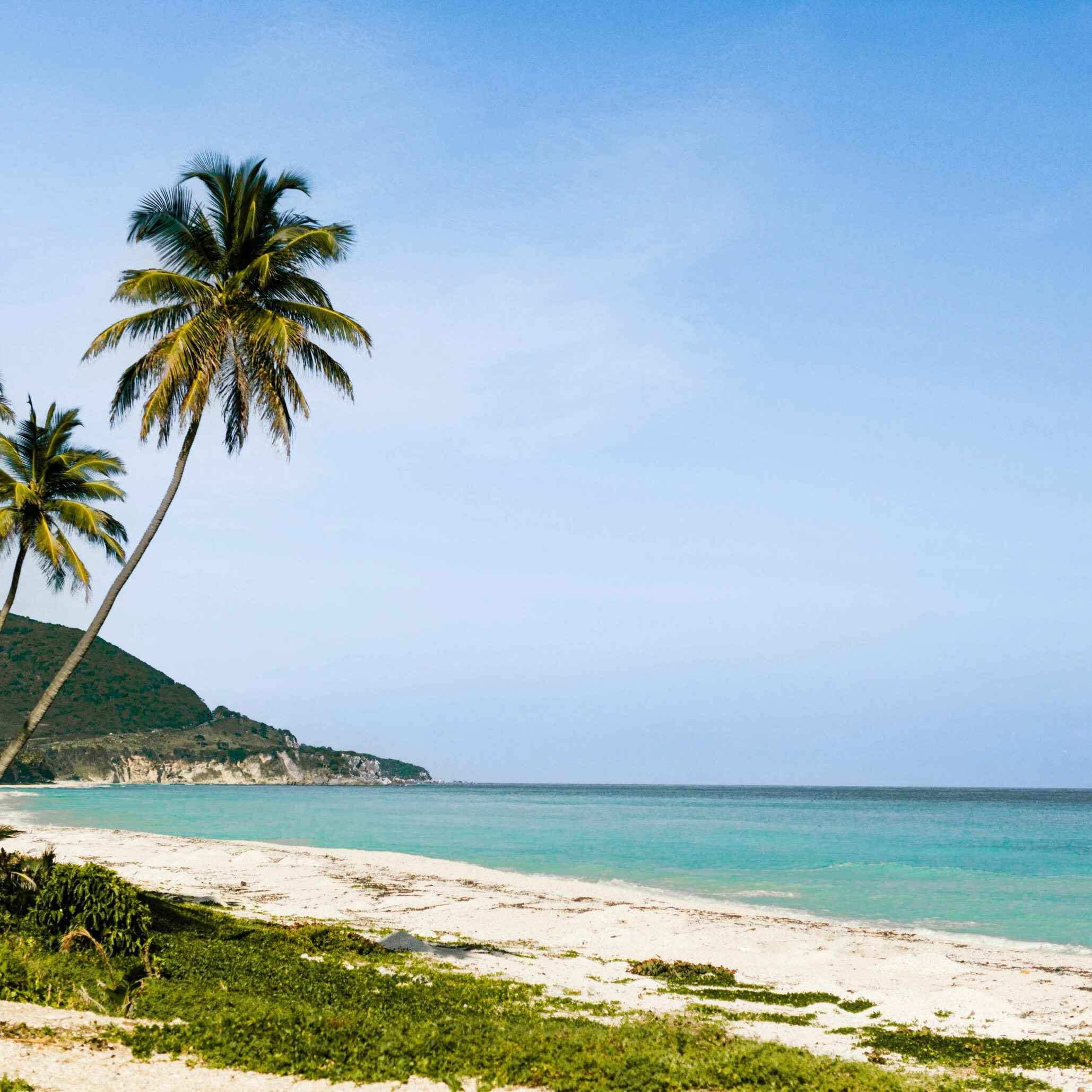Caribbean beach with coconut trees
