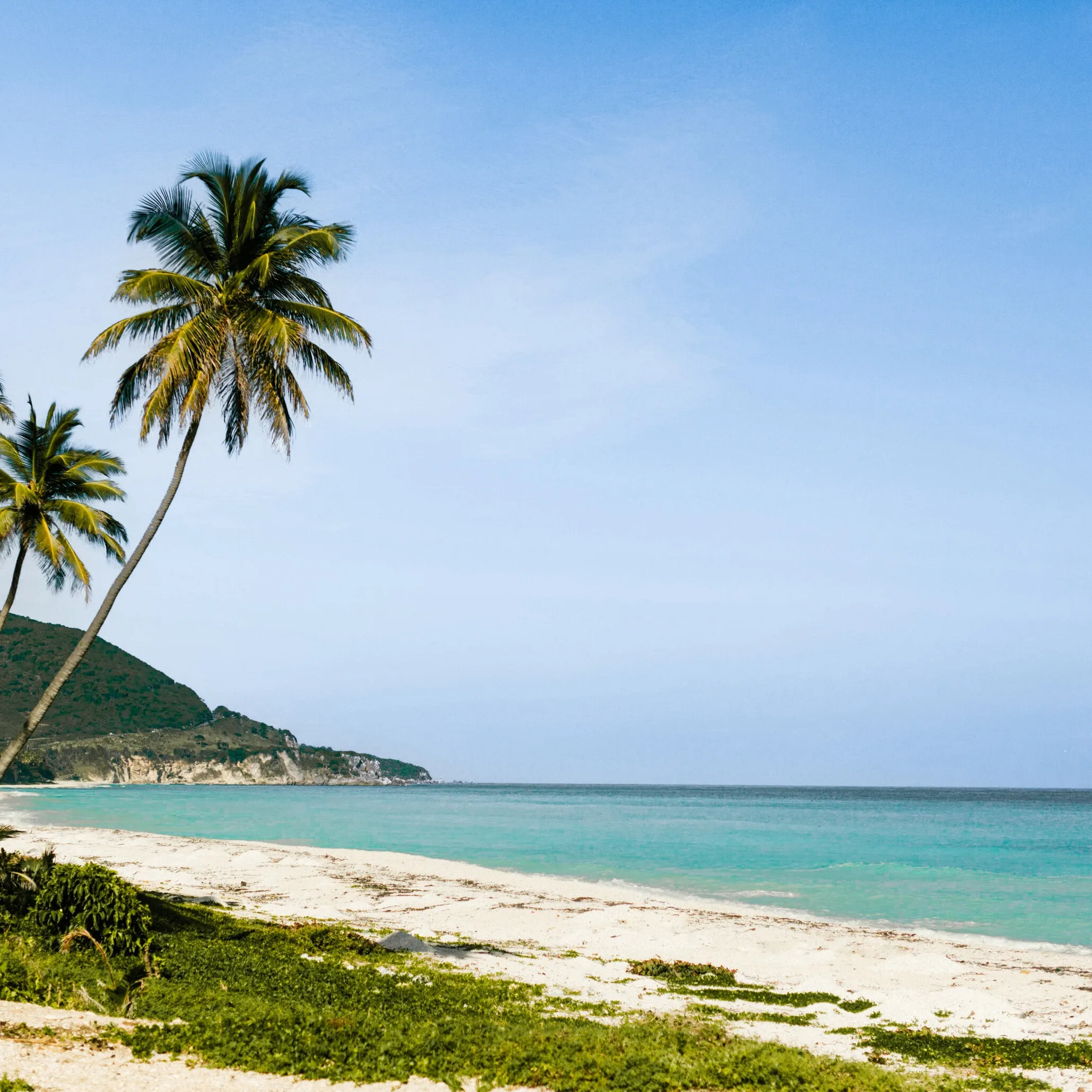 Caribbean beach with coconut trees