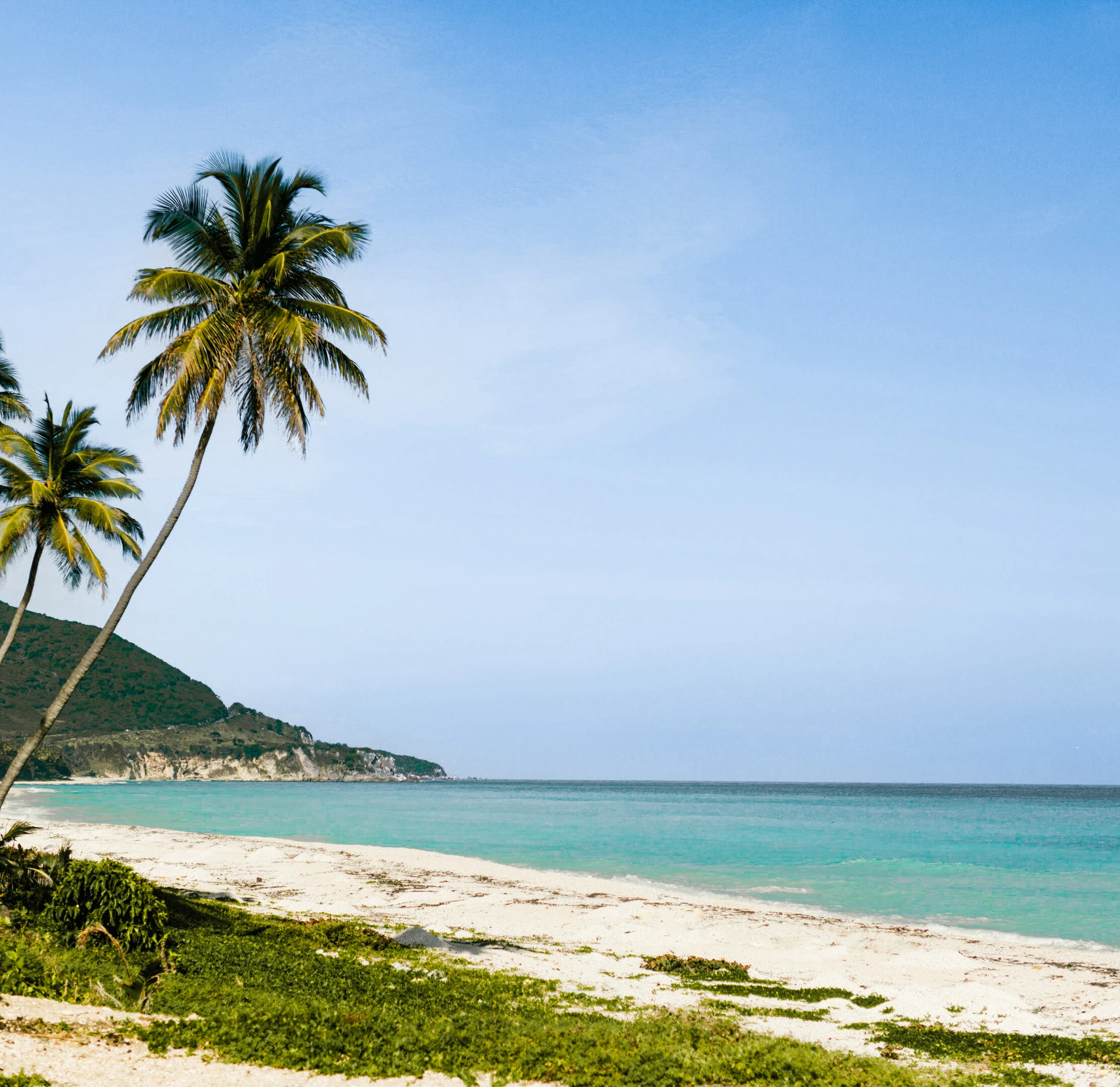 Caribbean beach with coconut tree