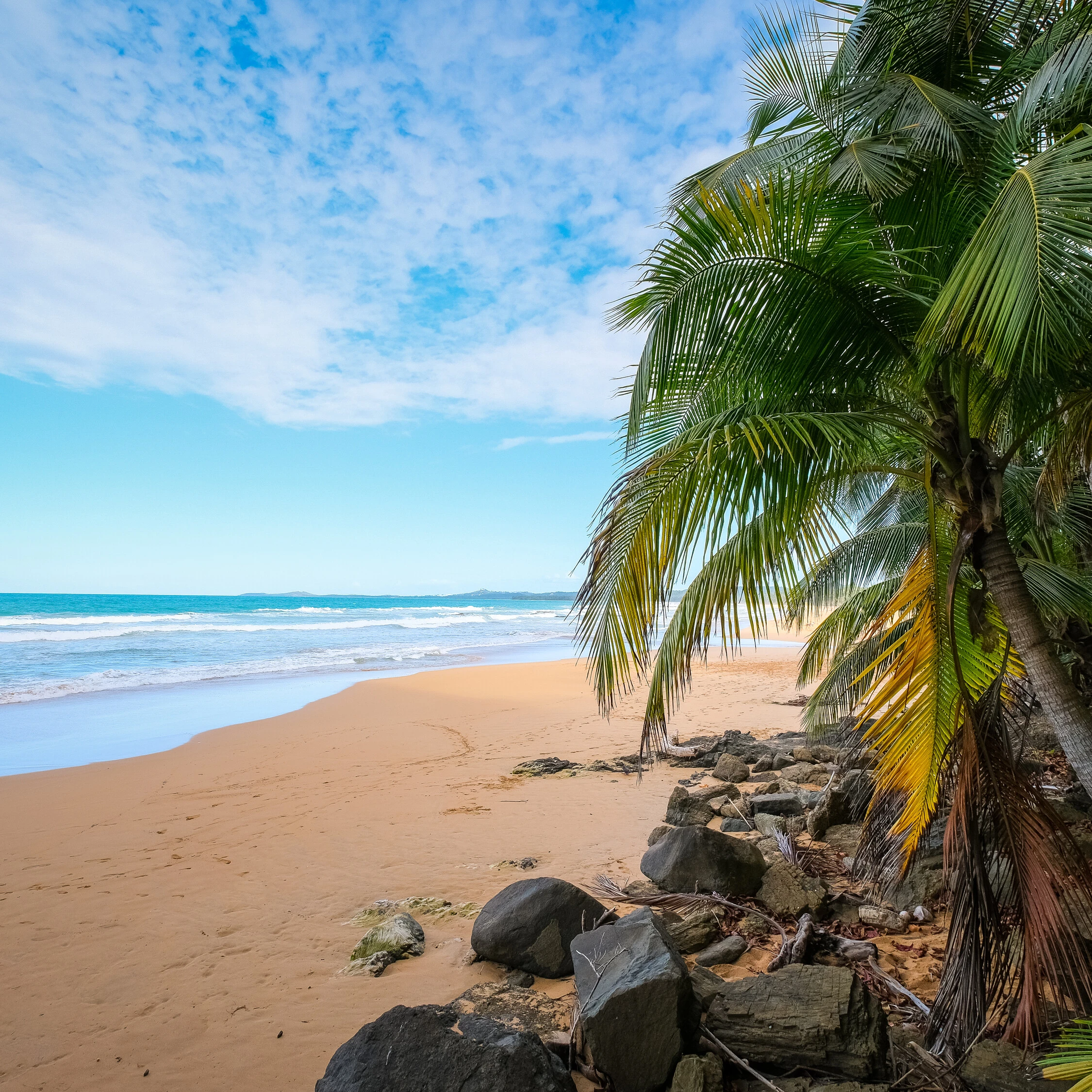 Caribbean beach with coconut tree